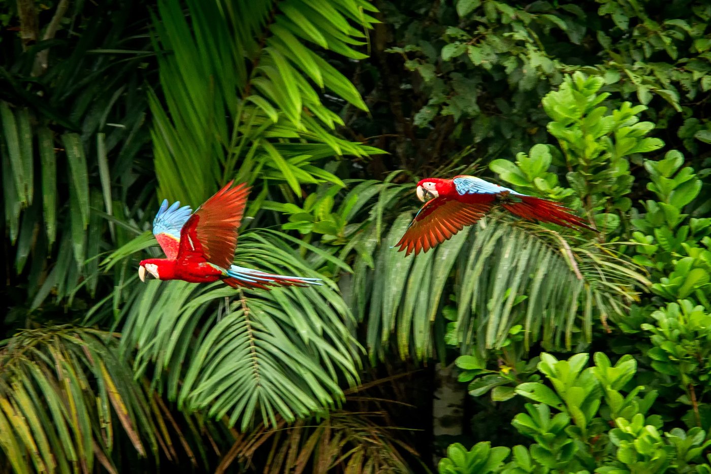 Two red parrots in flight. Macaw flying, green vegetation in background. Red and green Macaw in tropical forest, Brazil, Wildlife scene from tropical nature. Pair of beautiful birds in the forest.