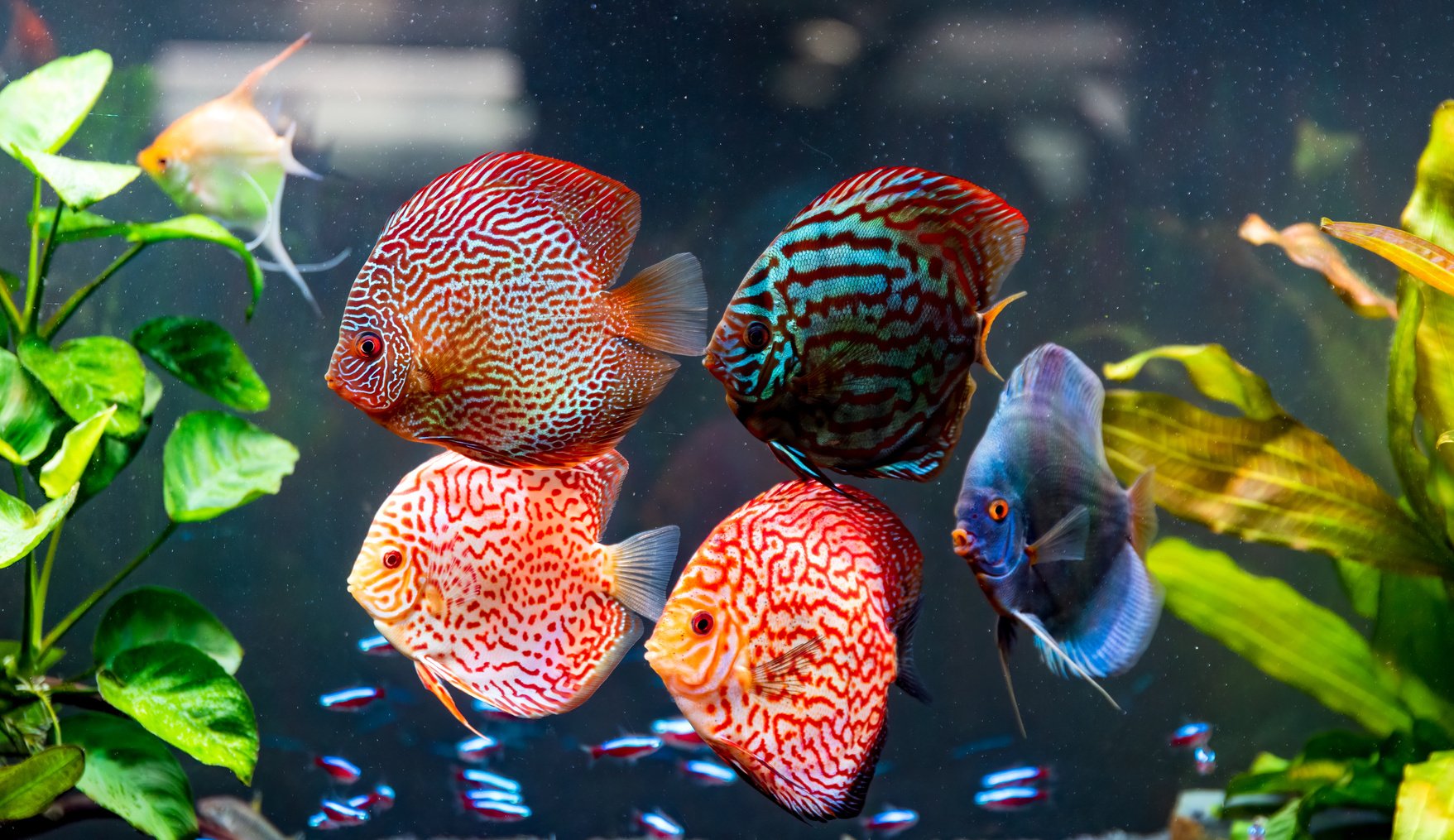 Symphysodon Discus Fish